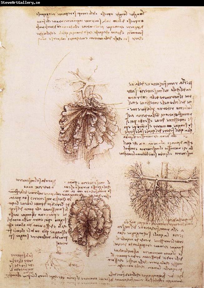 LEONARDO da Vinci Gekrose of the intestine and its Gefabsystems